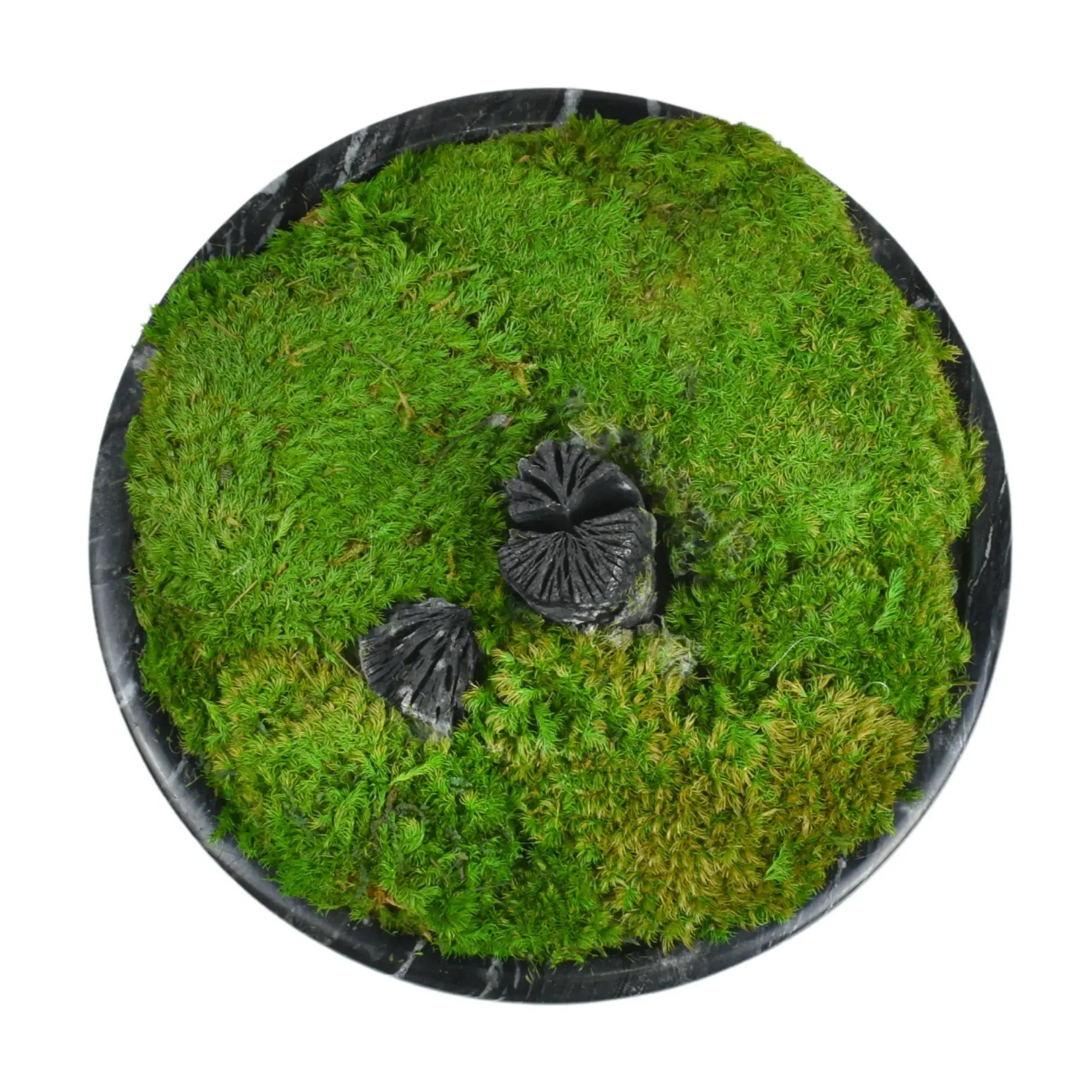 Moosdekoration - in Marmorschale - Runde Moos-Dekoschale mit Holzelement Terra Lux